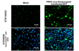 Anti-PRRS virus Nucleocapsid protein antibody used in Immunocytochemistry/ Immunofluorescence (ICC/IF). GTX135353