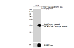 Anti-MERS-CoV Envelope protein antibody used in Western Blot (WB). GTX135370