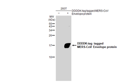 Anti-MERS-CoV Envelope protein antibody used in Western Blot (WB). GTX135382