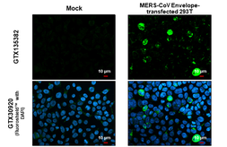 Anti-MERS-CoV Envelope protein antibody used in Immunocytochemistry/ Immunofluorescence (ICC/IF). GTX135382