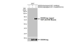Anti-YAP1 (R331W Mutant) antibody used in Western Blot (WB). GTX135411