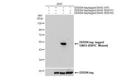 Anti-GNAS (R201C Mutant) antibody used in Western Blot (WB). GTX135412