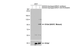 Anti-B-Raf (K601E Mutant) antibody used in Western Blot (WB). GTX135414