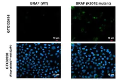 Anti-B-Raf (K601E Mutant) antibody used in Immunocytochemistry/ Immunofluorescence (ICC/IF). GTX135414