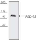 Anti-PSD95 antibody [7E3-1B8] used in Western Blot (WB). GTX13552