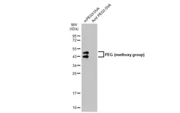 Anti-PEG (methoxy group) antibody used in Western Blot (WB). GTX135593