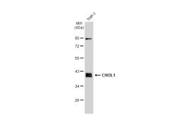 Anti-CHI3L1 antibody used in Western Blot (WB). GTX135636