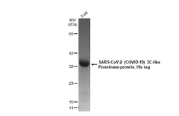 SARS-CoV-2 (COVID-19) 3CLpro (nsp5) protein, His tag. GTX135648-pro