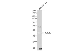 Anti-Tgfb1a antibody used in Western Blot (WB). GTX135755