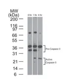 Anti-Caspase 3 antibody [31A893] used in Western Blot (WB). GTX13586