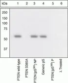 Anti-PTEN (phospho Ser385) antibody used in Western Blot (WB). GTX13590