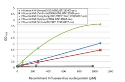 Influenza A virus Nucleoprotein (A/California/2009 (H1N1)), DDDDK Tag. GTX135904-pro