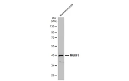 Anti-MURF1 antibody used in Western Blot (WB). GTX135929