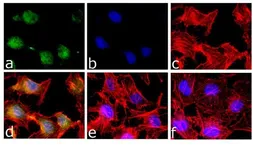 Anti-STAT5A (phospho Tyr694) antibody used in Immunocytochemistry/ Immunofluorescence (ICC/IF). GTX13593