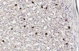 Anti-Ghrelin antibody used in IHC (Paraffin sections) (IHC-P). GTX135930
