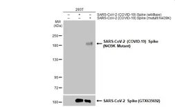 Anti-SARS-CoV-2 (COVID-19) Spike (N439K Mutant) antibody used in Western Blot (WB). GTX135961