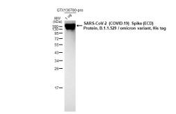 SARS-CoV-2 (COVID-19) Spike (ECD) Protein, Omicron / BA.1 variant, His tag. GTX136780-pro