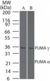 Anti-PUMA antibody used in Western Blot (WB). GTX13689