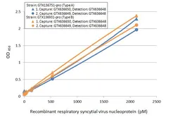 Respiratory Syncytial virus type B Nucleoprotein, DDDDK tag. GTX136931-pro