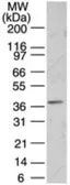 Anti-PNMA2 antibody used in Western Blot (WB). GTX13705
