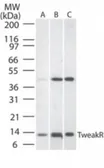 Anti-TWEAKR antibody used in Western Blot (WB). GTX13709