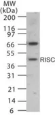 Anti-RISC antibody used in Western Blot (WB). GTX13716