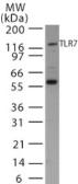 Anti-TLR7 antibody used in Western Blot (WB). GTX13722