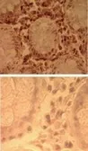 Anti-TLR7 antibody used in IHC (Paraffin sections) (IHC-P). GTX13730