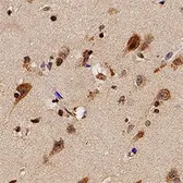 Anti-TLR7 antibody used in IHC (Paraffin sections) (IHC-P). GTX13732