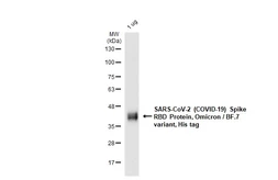 SARS-CoV-2 (COVID-19) Spike RBD Protein, Omicron / BF.7 variant, His tag. GTX137878-pro