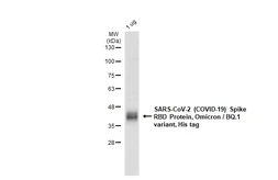 SARS-CoV-2 (COVID-19) Spike RBD Protein, Omicron / BQ.1 variant, His tag. GTX137879-pro