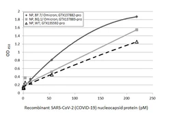 SARS-CoV-2 (COVID-19) Nucleocapsid protein, Omicron / BQ.1 variant, His tag. GTX137883-pro
