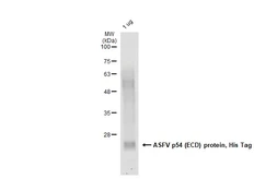 ASFV p54 (ECD) protein, His Tag. GTX137950-pro
