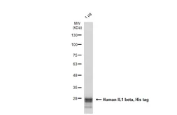 Human IL1 beta protein, His tag. GTX138452-pro