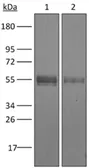 Anti-CD4 antibody [YTS177] used in Western Blot (WB). GTX13846