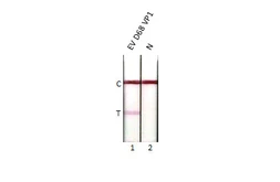 Enterovirus D68 VP1 protein, His tag. GTX138561-pro