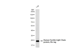 Human Ferritin Light Chain protein, His tag. GTX138607-pro