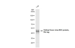 Yellow Fever virus NS1 protein, His tag. GTX138609-pro