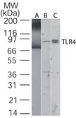 Anti-TLR4 antibody used in Western Blot (WB). GTX13867
