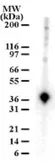 Anti-APE1 antibody used in Western Blot (WB). GTX13902