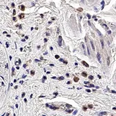 Anti-PGRPS antibody [188C424] used in IHC (Paraffin sections) (IHC-P). GTX13903
