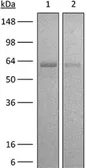 Anti-CD40 antibody [FGK4.5/ FGK45] used in Western Blot (WB). GTX13944