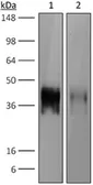 Anti-PD1 antibody [J43] used in Western Blot (WB). GTX14010