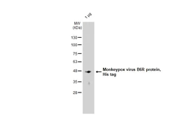 Mpox virus B6R protein, His tag. GTX140327-pro