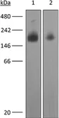 Anti-VEGF Receptor 2 antibody [DC101] used in Western Blot (WB). GTX14094