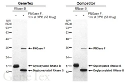 PNGase F. GTX141281-pro