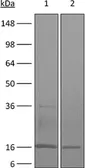 Anti-TNF alpha antibody [XT3.11] used in Western Blot (WB). GTX14195