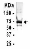 Anti-c-Myc antibody used in Western Blot (WB). GTX14286