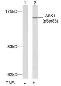 Anti-ASK1 (phospho Ser83) antibody used in Western Blot (WB). GTX14380