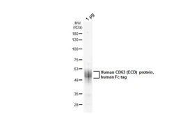 Human CD63 (ECD) protein, human Fc tag. GTX144107-pro